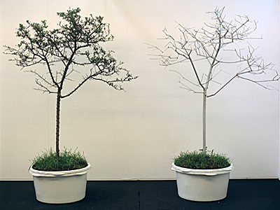 Jinmo KANG, Tree Portrait, 1999